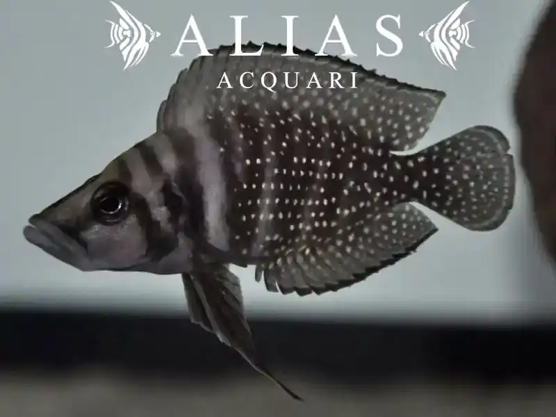 Altolamprologus calvus «Zaire Blackfin»