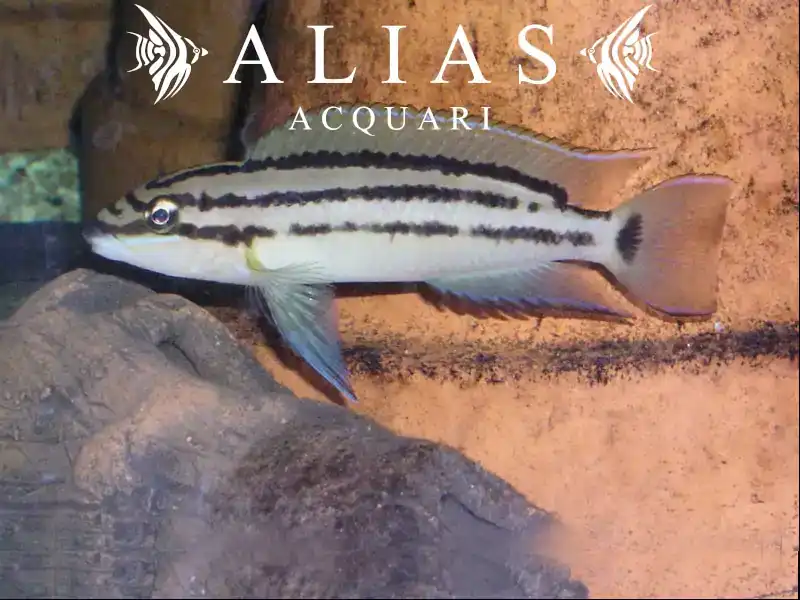 Chalinochromis Popelini