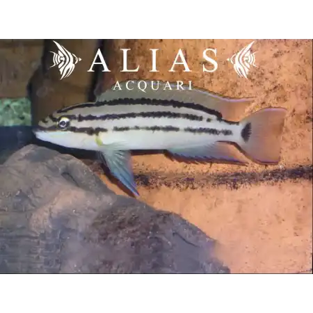 Chalinochromis Popelini