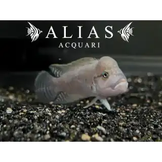 Telmatochromis Burgeoni