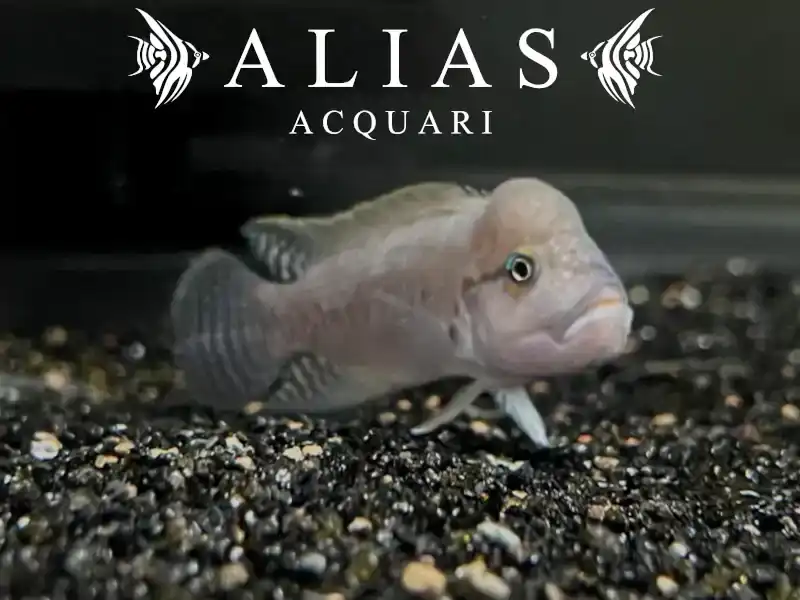 Telmatochromis Burgeoni