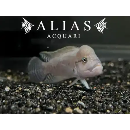 Telmatochromis Burgeoni