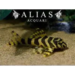 L134 Peckoltia compta