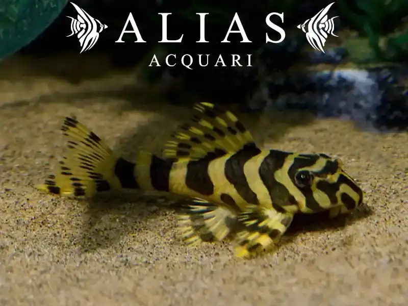 L134 Peckoltia compta