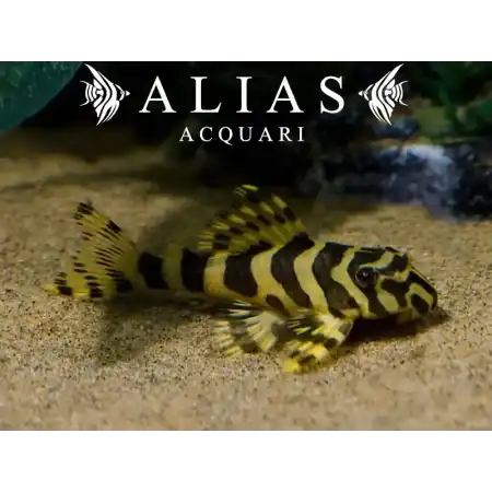 L134 Peckoltia compta