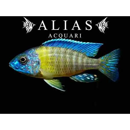 Aulonocara stuartgranti Blue Neon