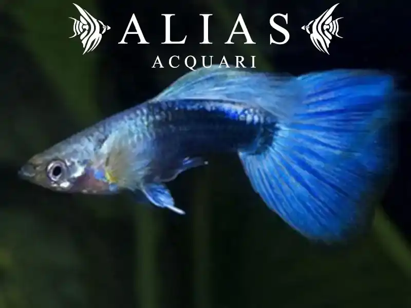 Guppy in coppia Blue Tuxedo