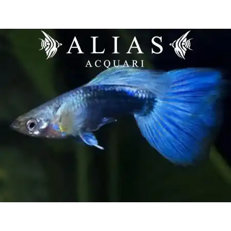 Guppy in coppia Blue Tuxedo