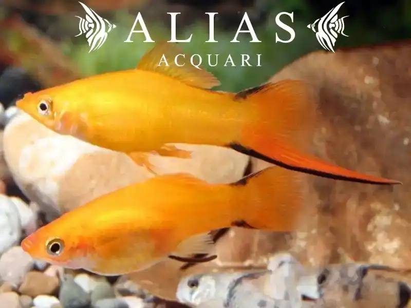 Xiphophorus helleri Orange Comet