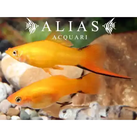 Xiphophorus helleri Orange Comet