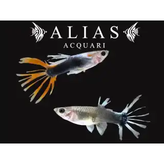 Guppy in coppia HB Red Crowntail