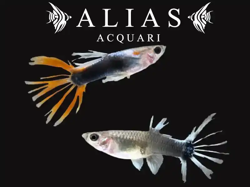 Guppy in coppia HB Red Crowntail