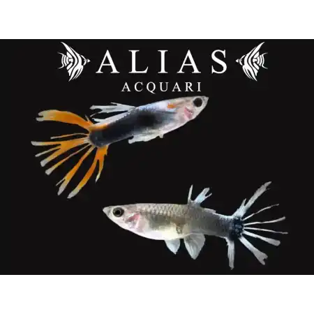 Guppy in coppia HB Red Crowntail