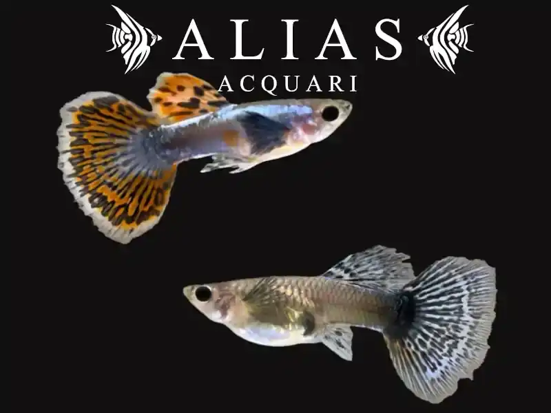 Guppy in coppia Platinum Red Mozaik Big Ear