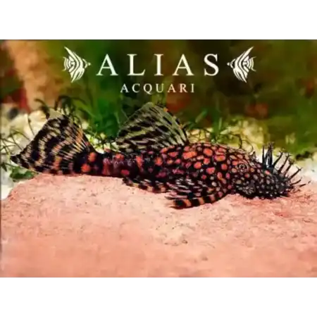 Ancistrus sp. Rio Paraguay