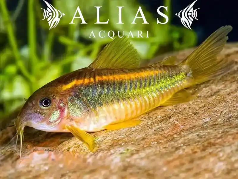 Corydoras CW010 gold laser sp.