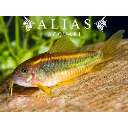 Corydoras CW010 gold laser sp.