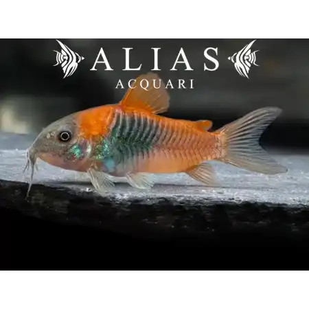 Corydoras Venezuelanus orange
