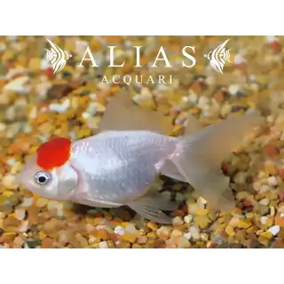 Carassius auratus red cap long fin