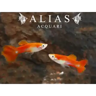 Guppy maschio Tuxedo Blond Red