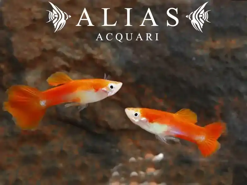 Guppy maschio Tuxedo Blond Red
