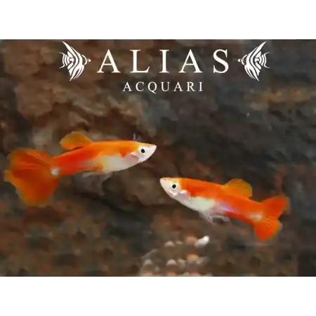 Guppy maschio Tuxedo Blond Red