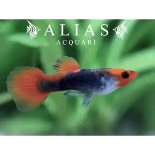 Guppy maschio Tuxedo Koi