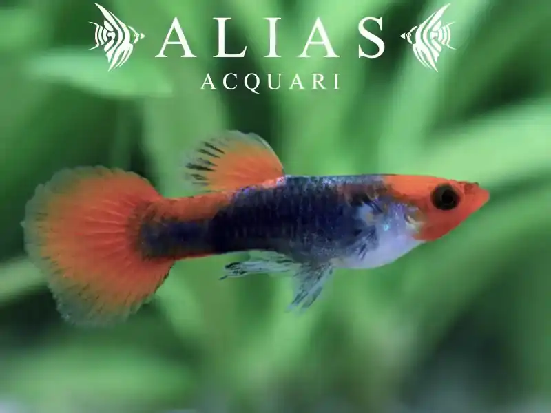 Guppy maschio Tuxedo Koi
