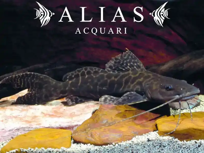 Perrunichthys Perruno | Alias Acquari vendita pesci online