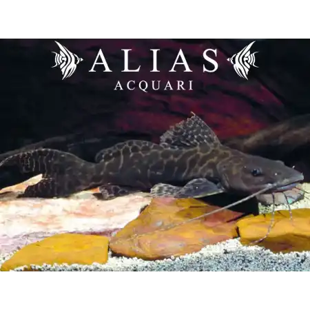 Perrunichthys Perruno | Alias Acquari vendita pesci online