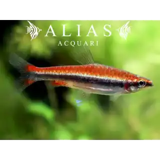 Nannostomus beckfordi red