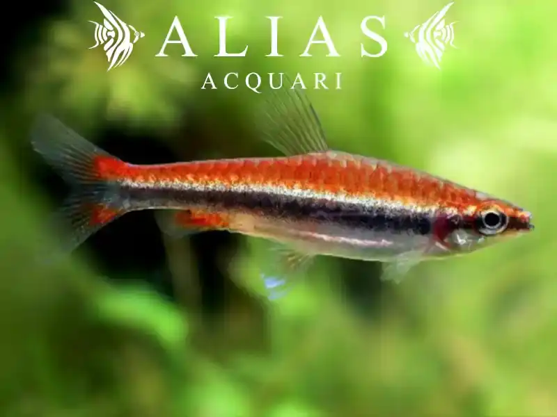 Nannostomus beckfordi red