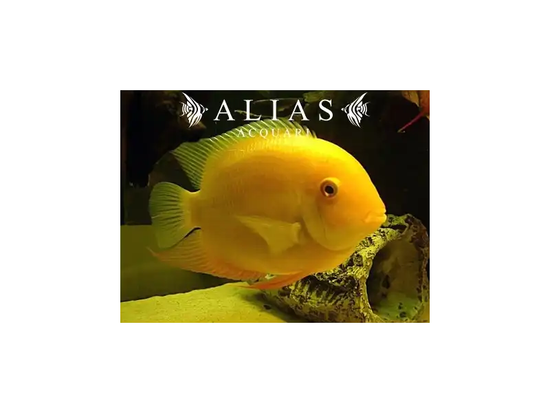 Heros severum gold