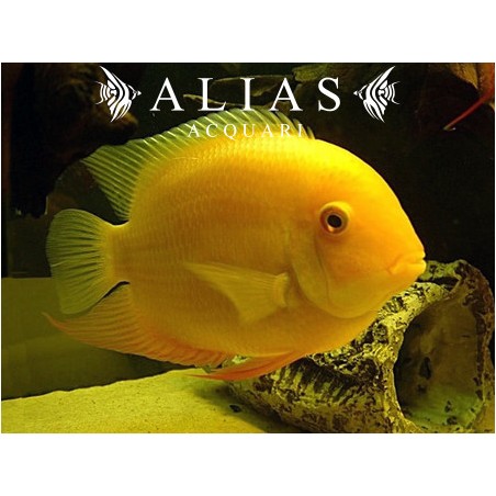 Heros severum gold