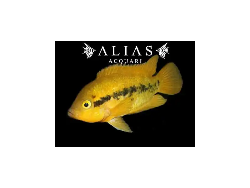 Herotilapia Multispinosa