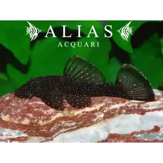 Ancistrus Hoplogenys