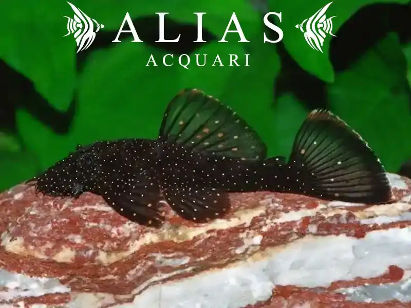 Ancistrus Hoplogenys