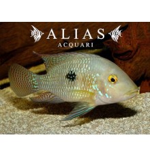 Geophagus brasiliensis