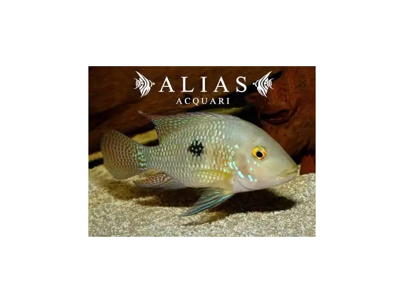 Geophagus brasiliensis