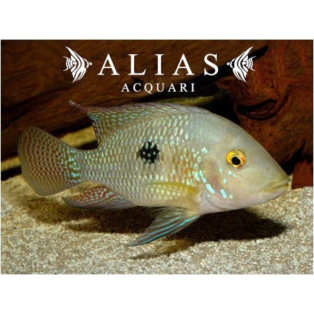 Geophagus brasiliensis