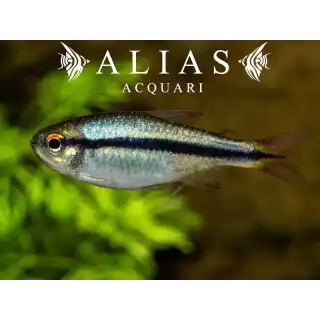 Hyphessobrycon Cyanotaenia