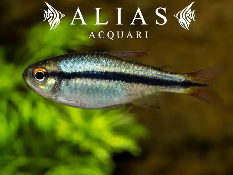 Hyphessobrycon Cyanotaenia