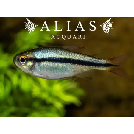 Hyphessobrycon Cyanotaenia