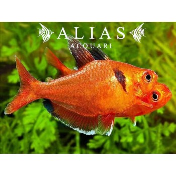 Hyphessobrycon Eques | Alias Acquari vendita pesci online