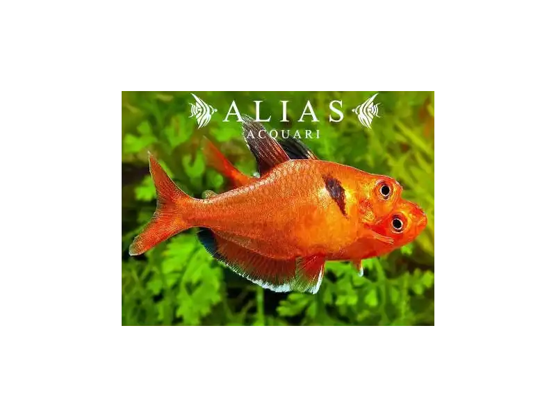 Hyphessobrycon Eques | Alias Acquari vendita pesci online
