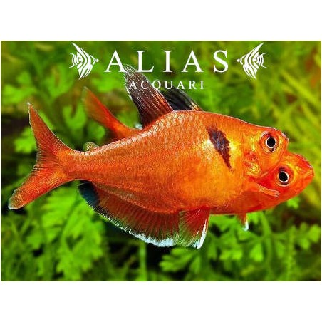 Hyphessobrycon Eques | Alias Acquari vendita pesci online