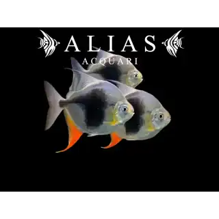 Myleus Schomburgkii Blackberry