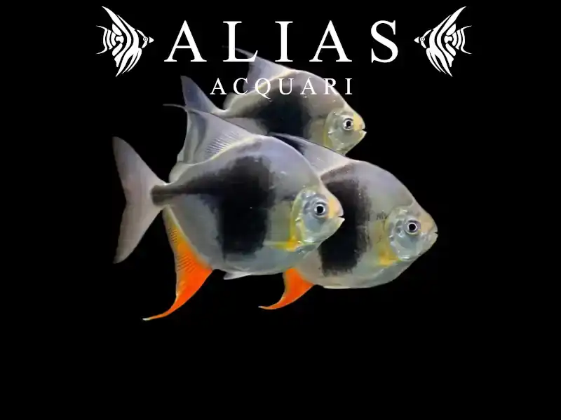 Myleus Schomburgkii Blackberry