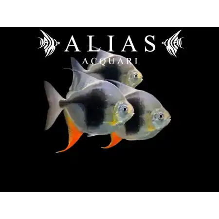 Myleus Schomburgkii Blackberry