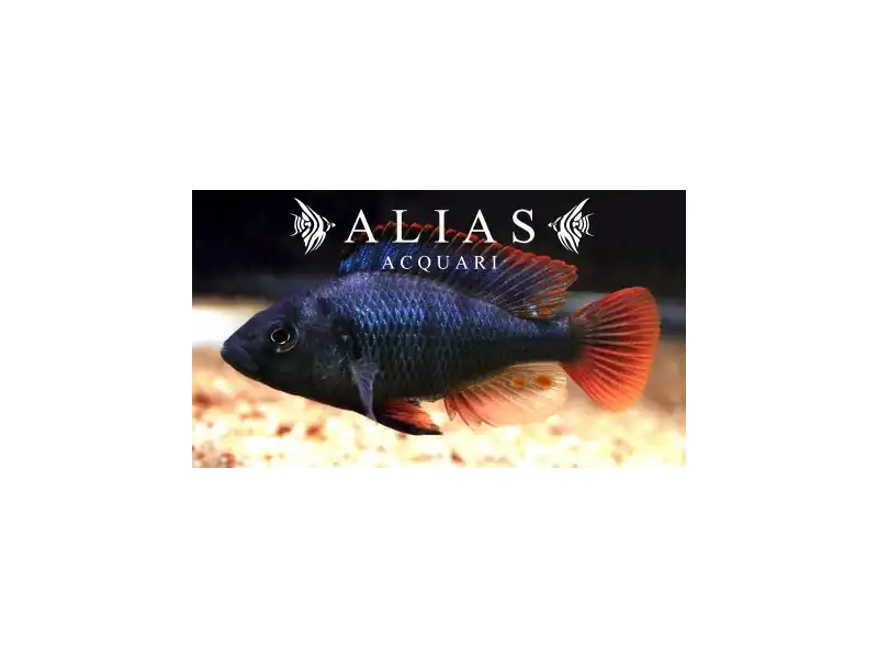 Astatotilapia Nubila (Haplochromis nubilus)